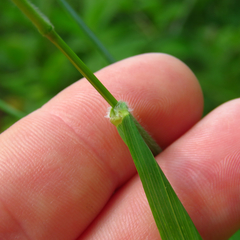 Bromus ciliatus