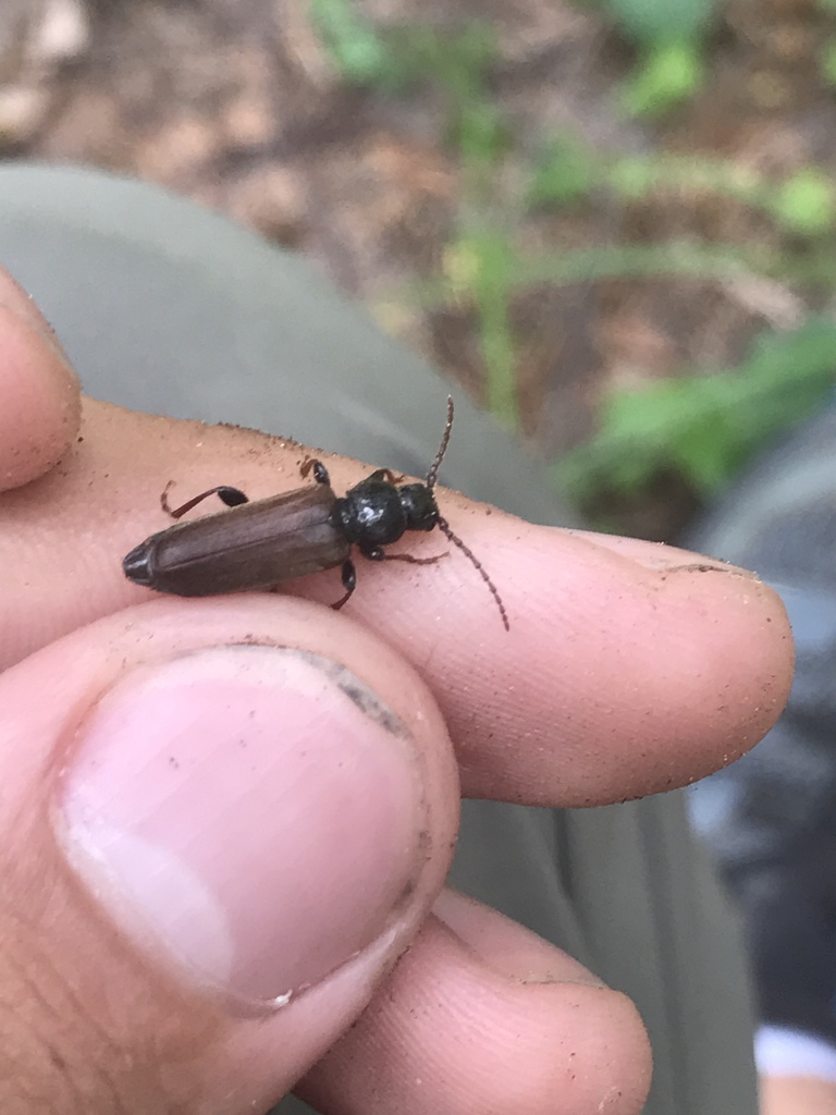 Black Spruce Longhorn Beetle