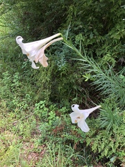 Lilium philippinense