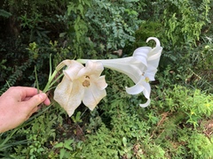 Lilium philippinense