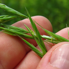 Bromus ciliatus