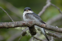 Chilean Swallow photo 3