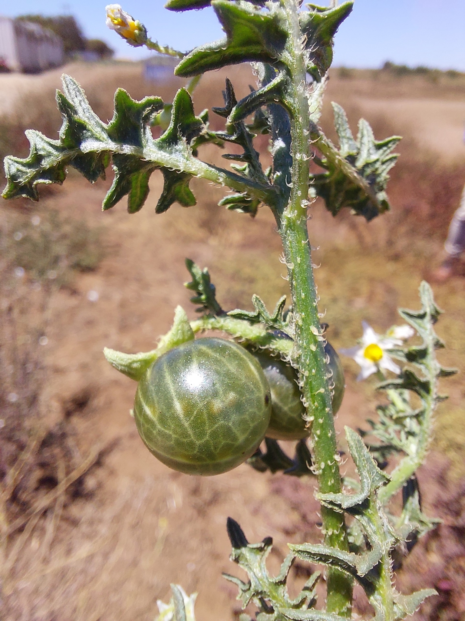 Imagem de Tomatinho-do-mato