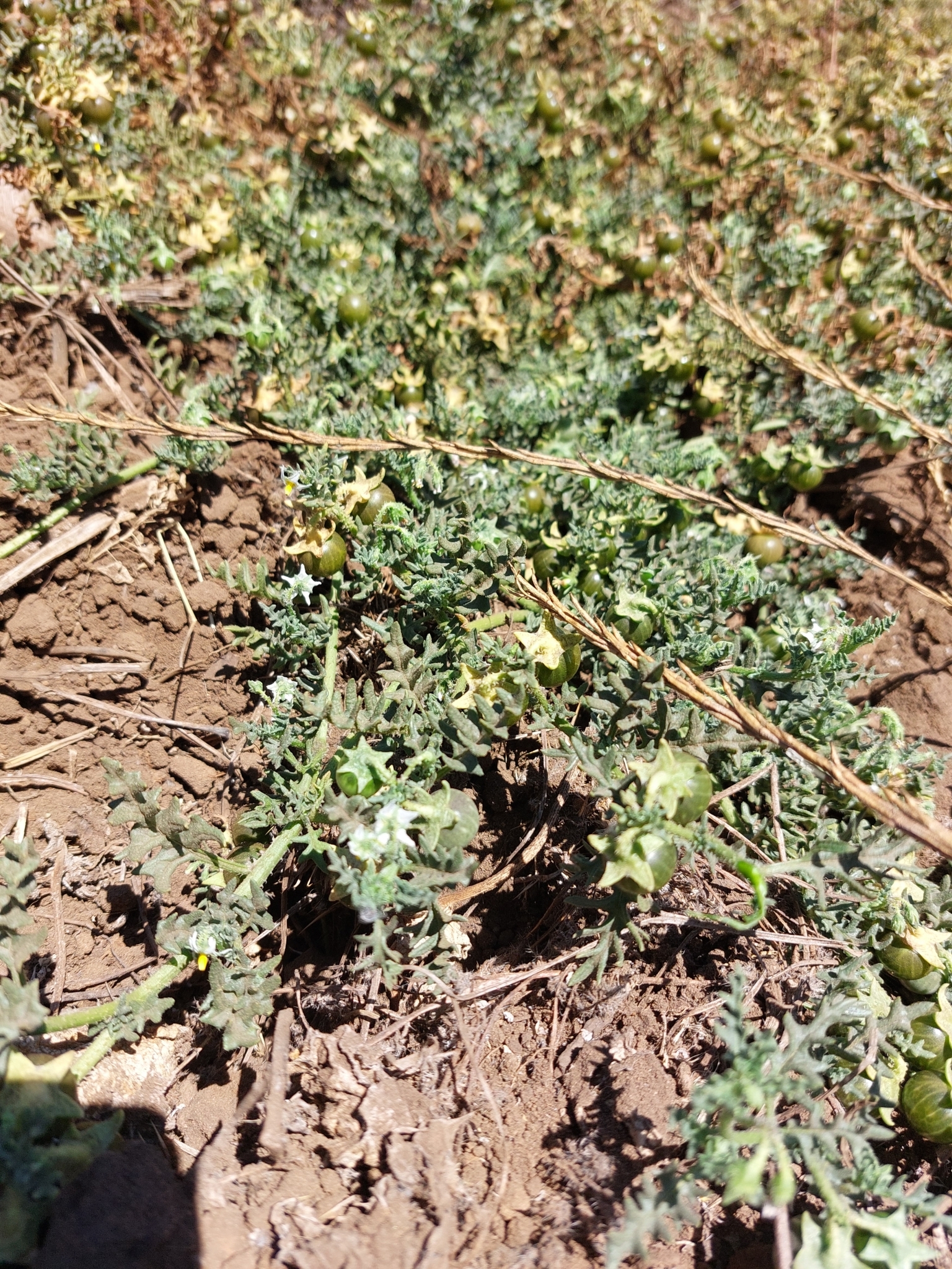 Imagem de Tomatinho-do-mato