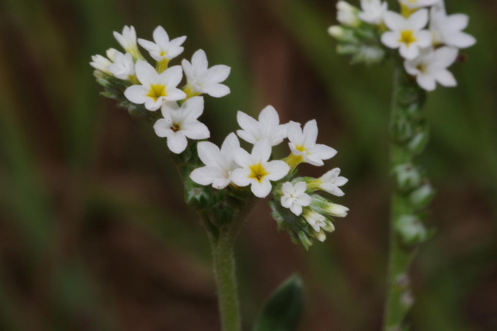 Greyleaf Heliotrope