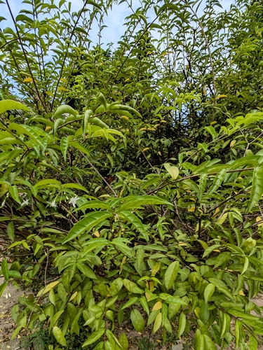 Wrightia religiosa