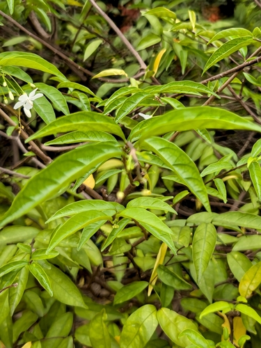 Wrightia religiosa