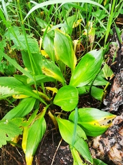 Allium ochotense