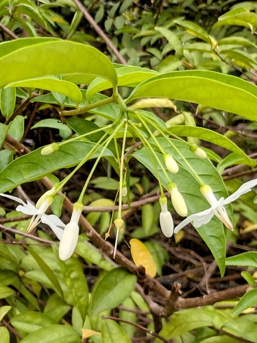 Wrightia religiosa