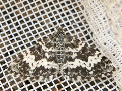 Rheumaptera hastata
