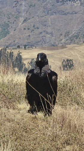 Thick-billed Raven (Corvus crassirostris), photo 2