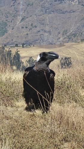 Thick-billed Raven (Corvus crassirostris)