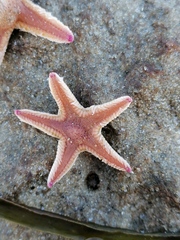Astropecten irregularis