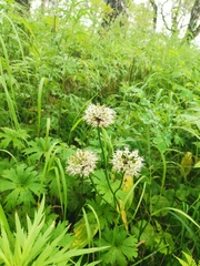 Allium ochotense