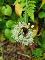 Allium ochotense