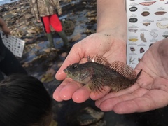 Hemilepidotus hemilepidotus