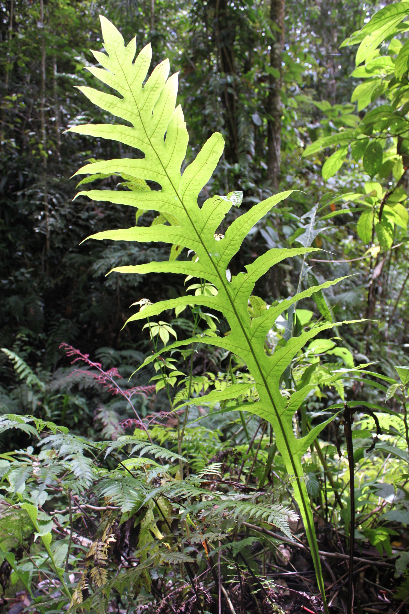 Microsorum commutatum