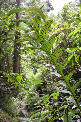 Image of Microsorum Commutatum (Microsorum commutatum) by (c) Fabian Brambach, some rights reserved (CC BY)