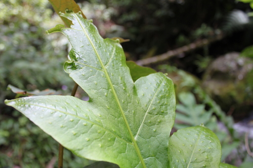 Image of Microsorum Commutatum (Microsorum commutatum) by (c) Fabian Brambach, some rights reserved (CC BY)