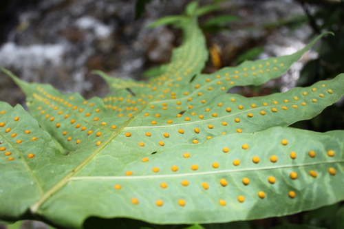 Image of Microsorum Commutatum (Microsorum commutatum) by (c) Fabian Brambach, some rights reserved (CC BY)