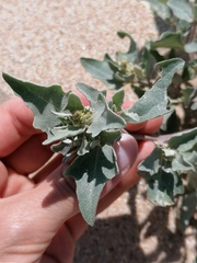Atriplex laciniata