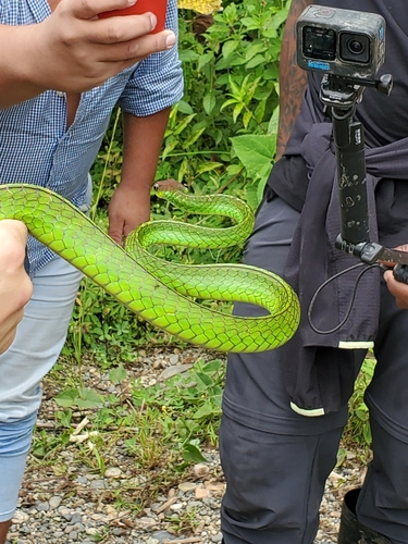 White-fronted Sipo