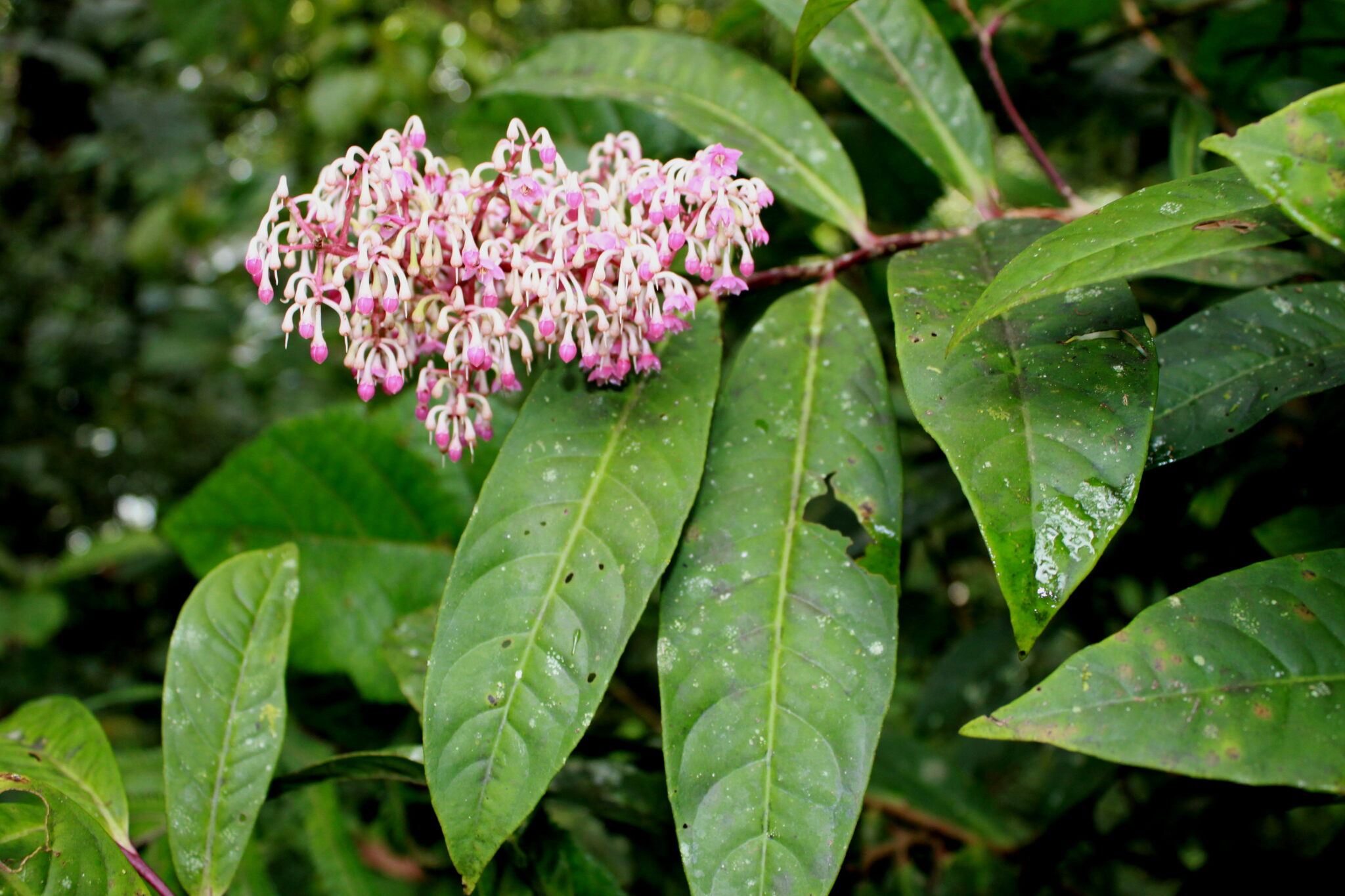 Ardisia anaclasta
