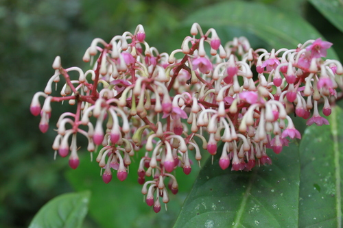 Image of Ardisia Anaclasta (Ardisia anaclasta) by (c) Fabian Brambach, some rights reserved (CC BY)