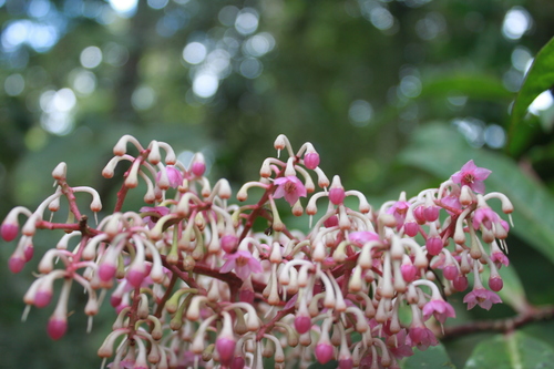 Image of Ardisia Anaclasta (Ardisia anaclasta) by (c) Fabian Brambach, some rights reserved (CC BY)