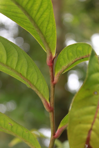 Image of Ardisia Anaclasta (Ardisia anaclasta) by (c) Fabian Brambach, some rights reserved (CC BY)