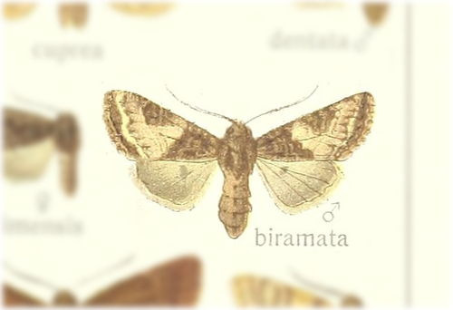 Isolasia biramata
