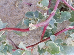 Atriplex laciniata