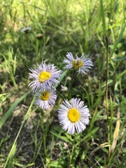 Erigeron glabellus pubescens