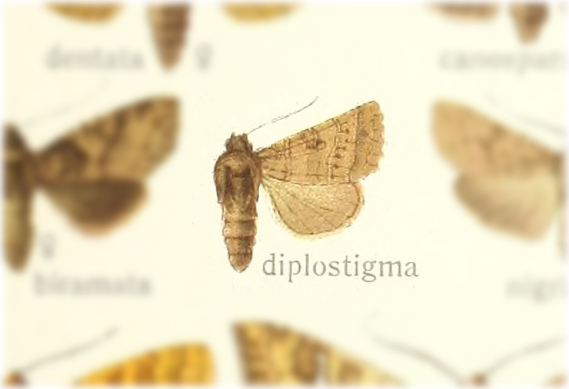 Elwesia diplostigma