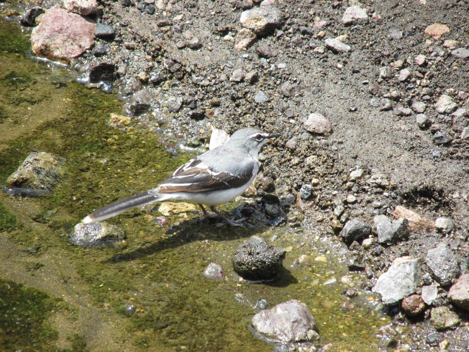 Mountain Wagtail (Motacilla clara), photo 5
