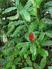 Costus curvibracteatus