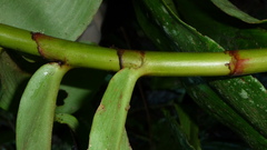 Costus curvibracteatus
