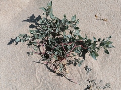 Atriplex laciniata