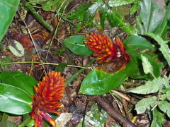 Costus curvibracteatus