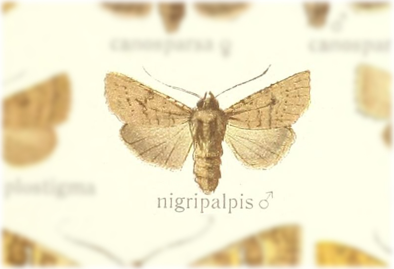 Hyalobole nigripalpis