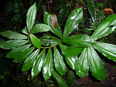 Costus curvibracteatus