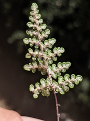 Myriopteris intertexta