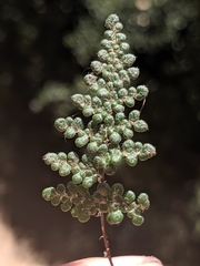 Myriopteris intertexta