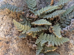 Myriopteris intertexta