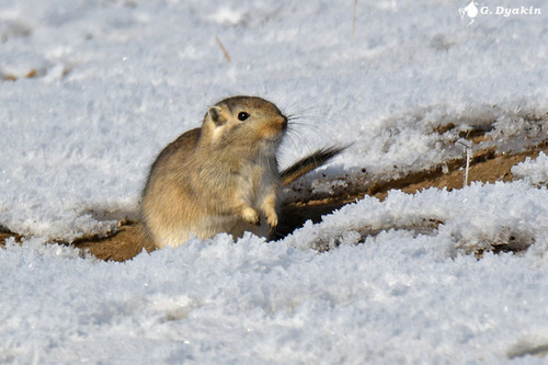 Rhombomys opimus (Lichtenstein, 1823)