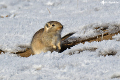 Great Gerbil photo 1