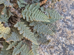 Myriopteris intertexta