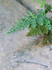 Myriopteris intertexta