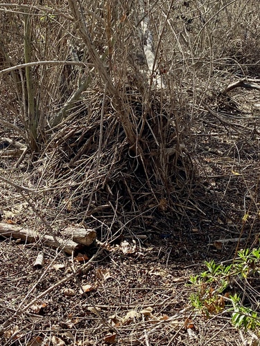 iNaturalist observation photo of Woodrats