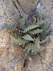 Myriopteris intertexta